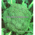 F1 Hybrid Green Comet Broccoli Seeds For Sale